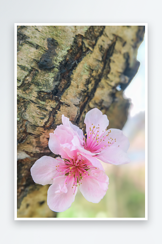 江边桃花盛开春意浓