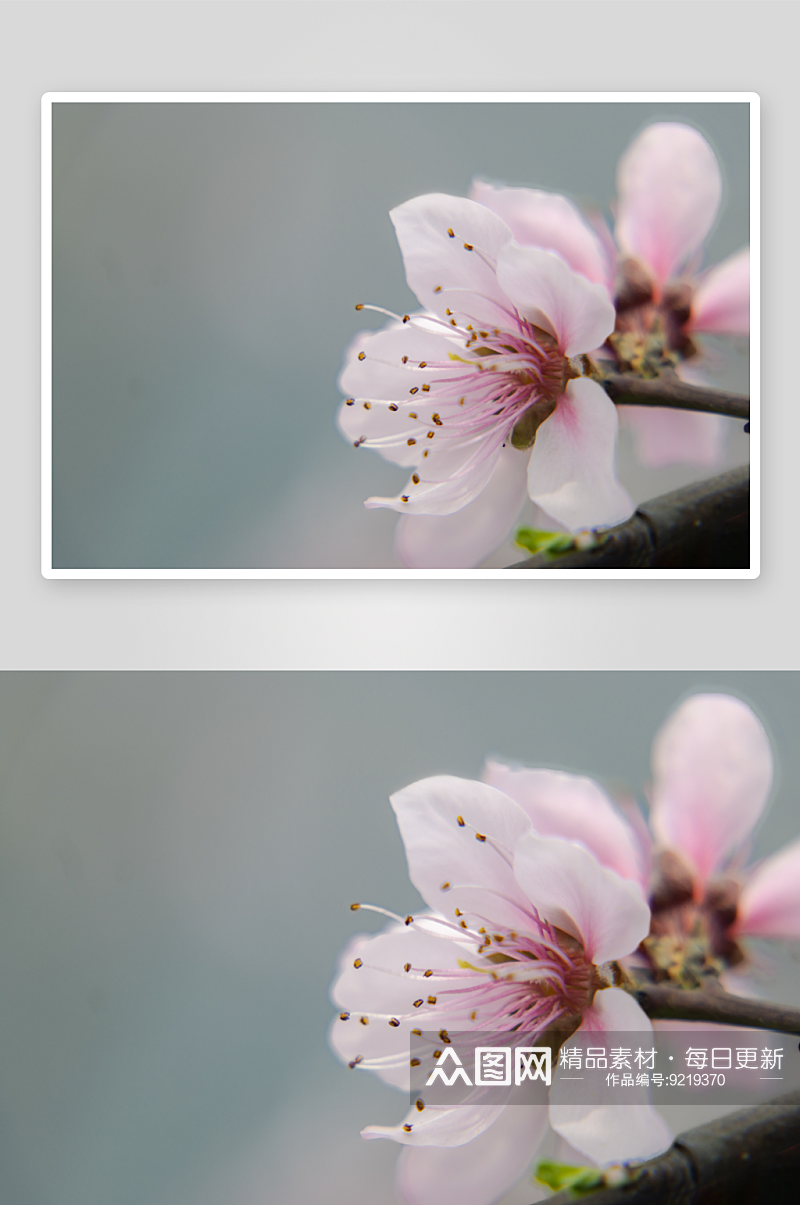 江边桃花盛开春意浓素材