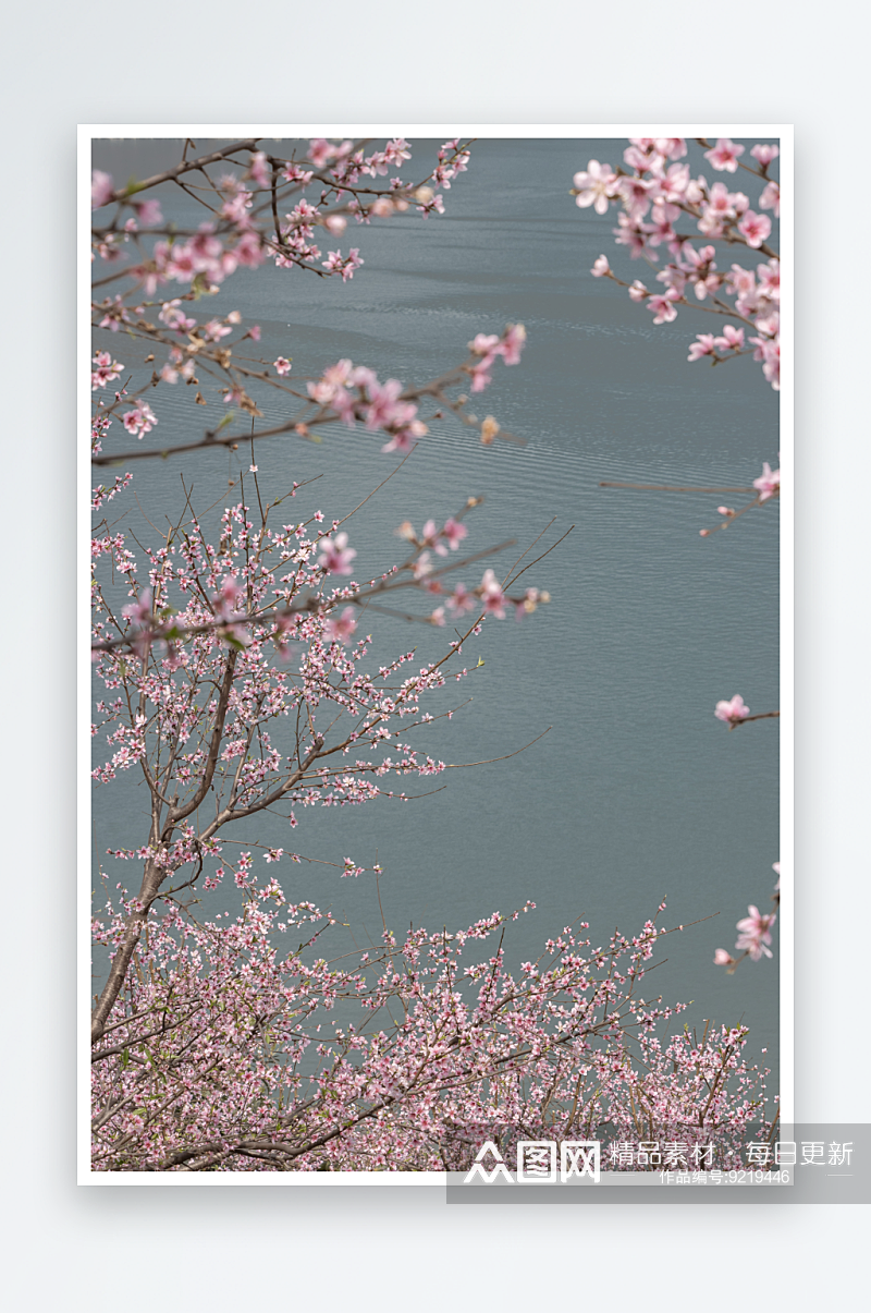 江边桃花盛开春意浓素材