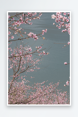 江边桃花盛开春意浓