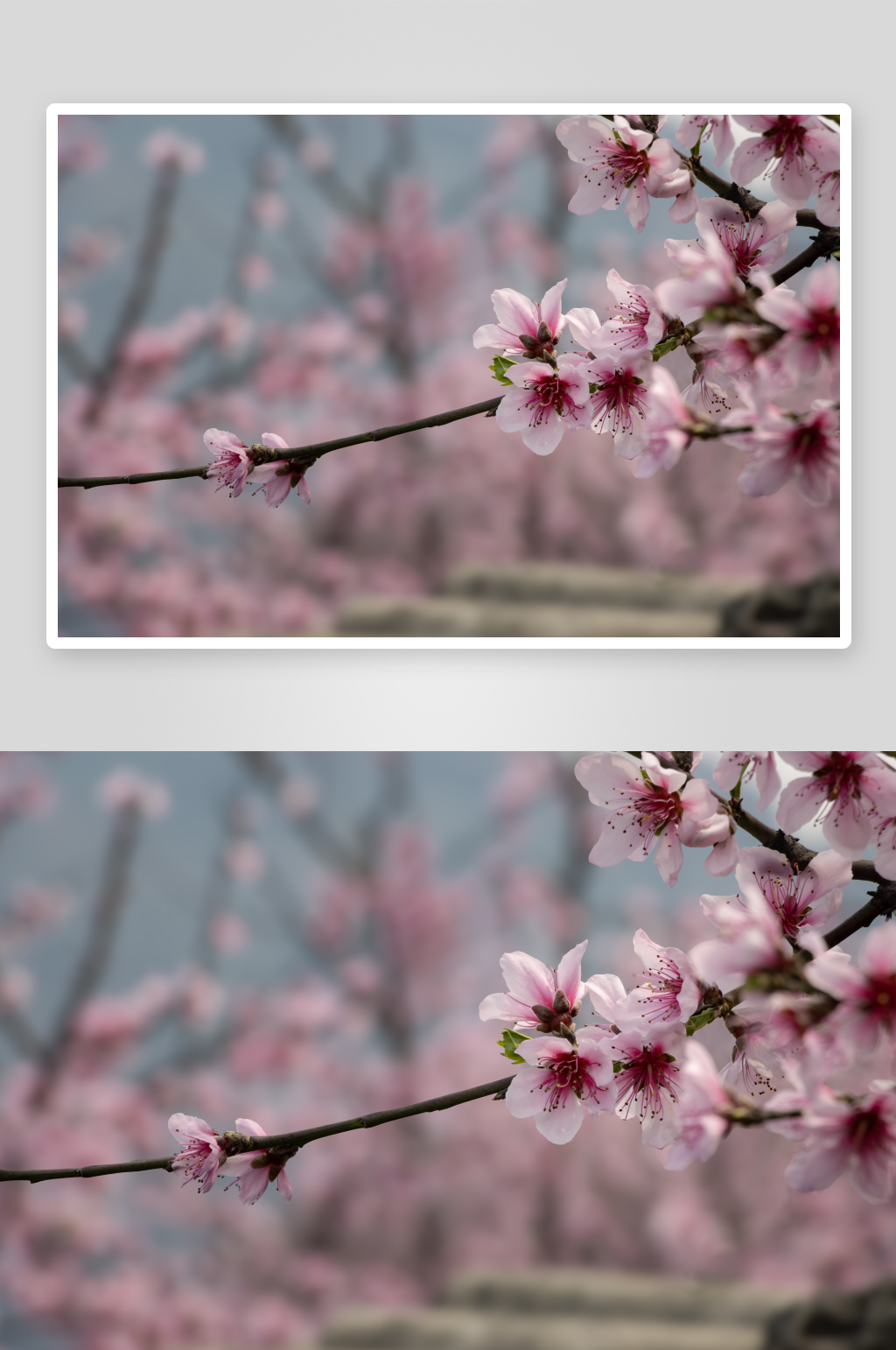 金沙江边桃花盛开春意浓素材