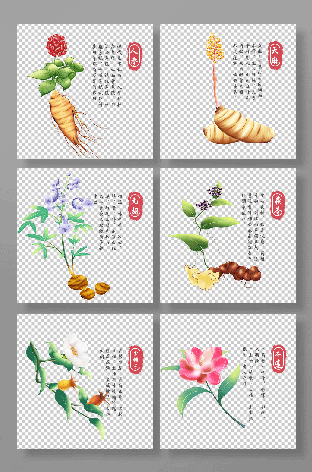 人参天麻元胡金樱子木莲中医药材元素插画素材