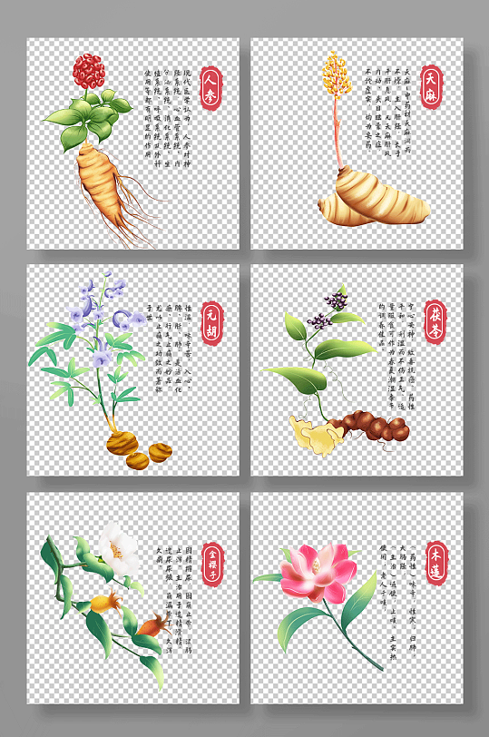人参天麻元胡金樱子木莲中医药材元素插画