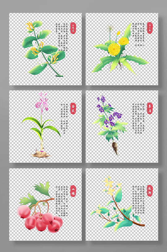 金银花蒲公英草乌山楂连翘中医药材元素插画