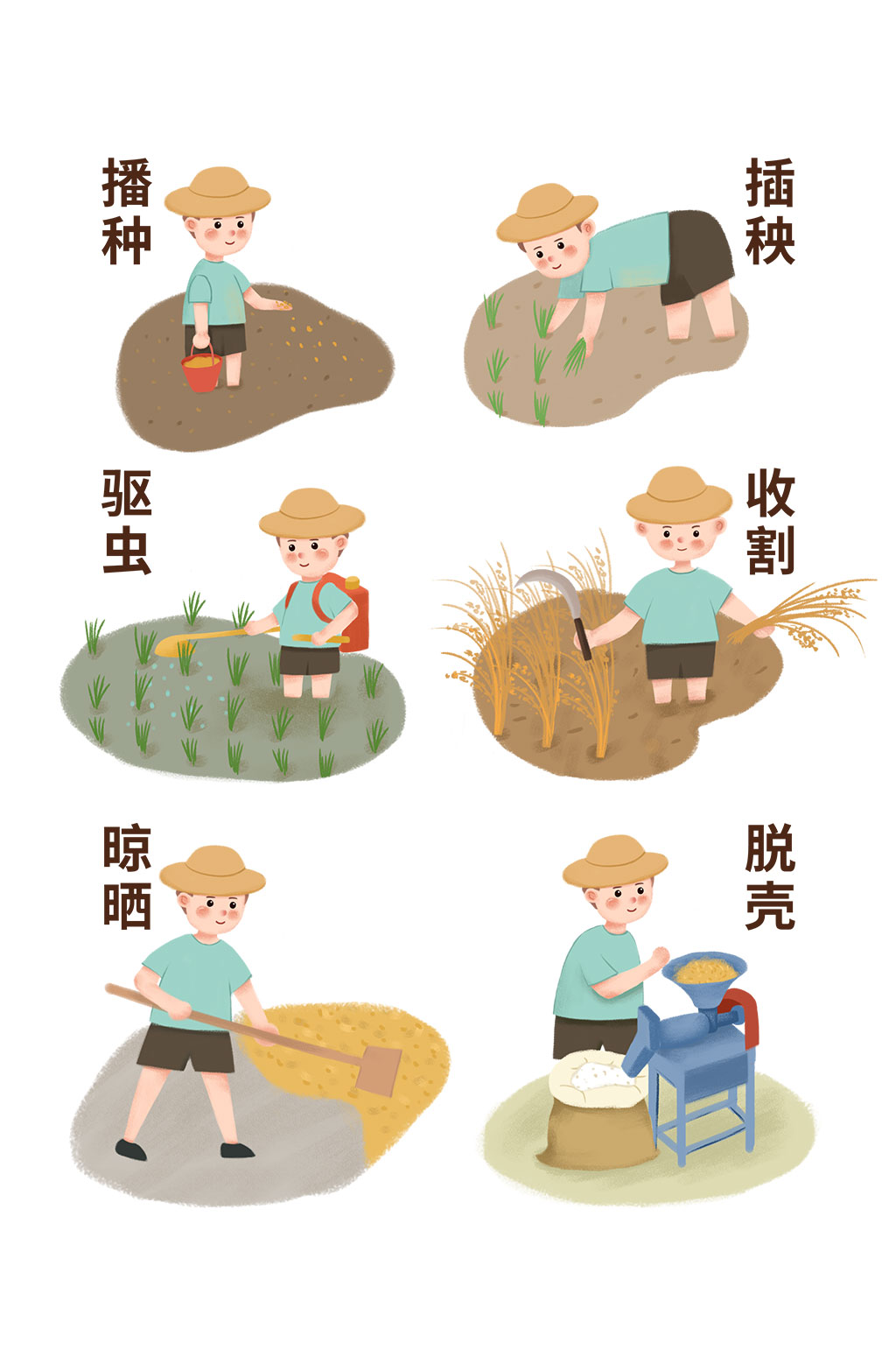 卡通风格种子到米饭流程图