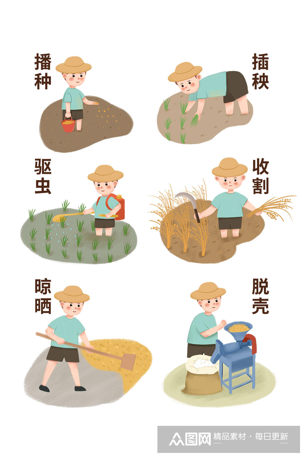 卡通风格种子到米饭流程图