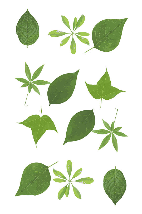 春天来啦可爱翠绿小叶子矢量