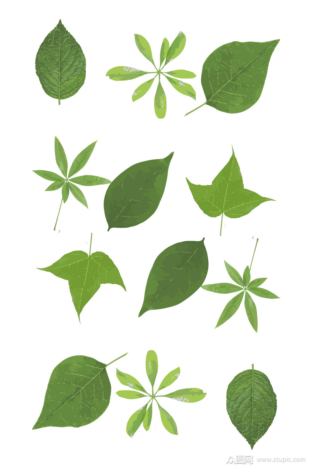 矢量树叶各种叶子绿叶元素
