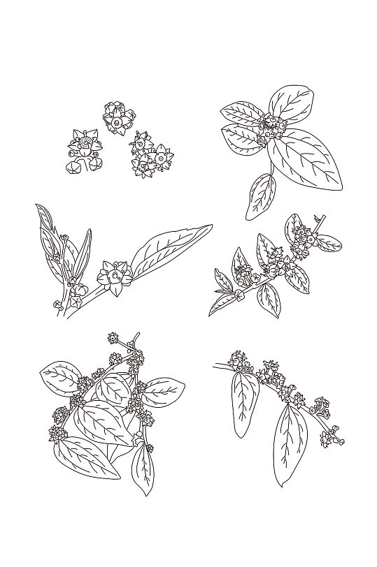 枣花手绘线稿套图-众图网