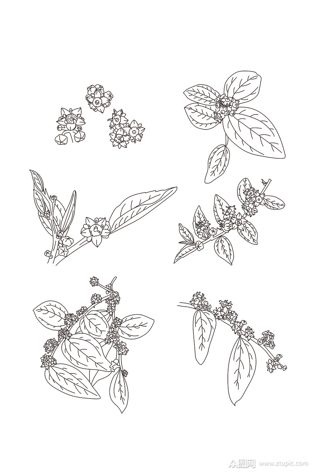 枣花手绘线稿套图素材