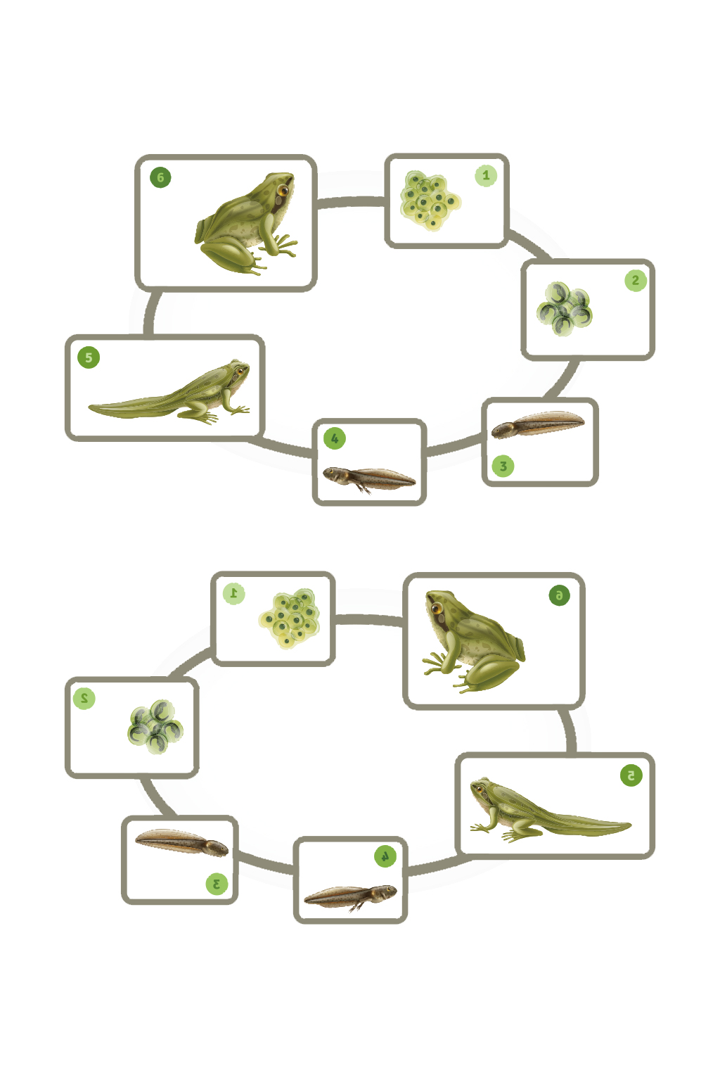 青蛙的发育过程简笔画图片