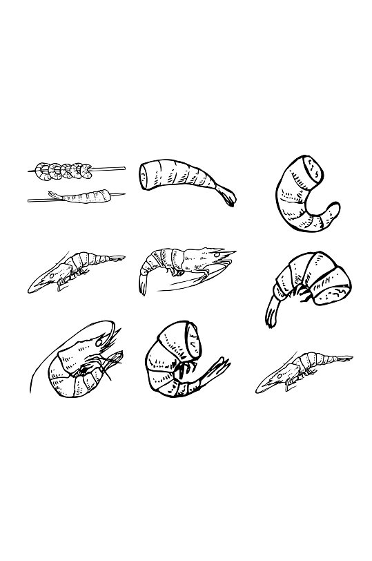 手绘线描虾设计元素