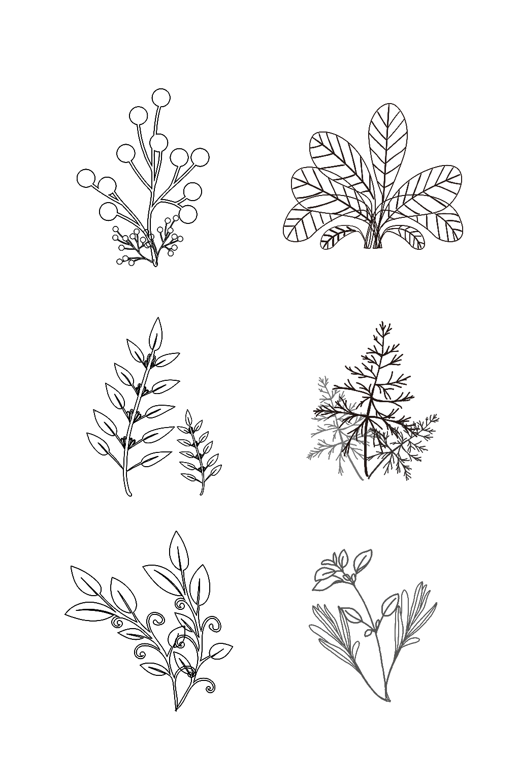 植物叶片结构图手绘图片