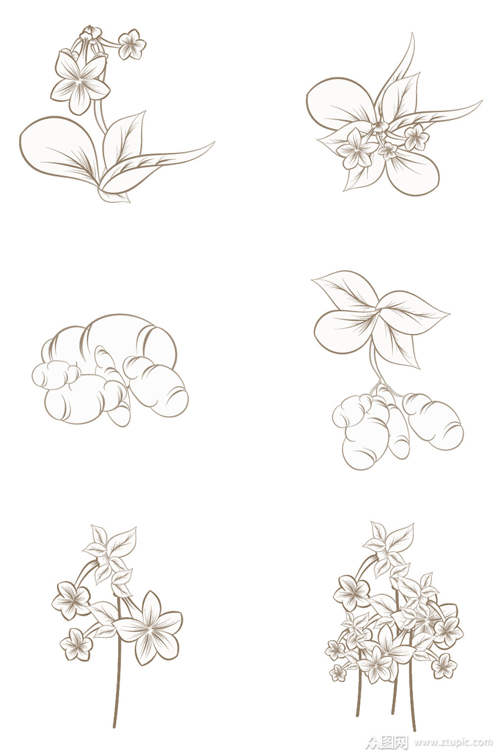 手绘黑白中药地黄装饰画