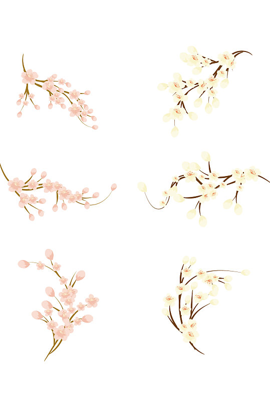 梅花白色花花卉插画