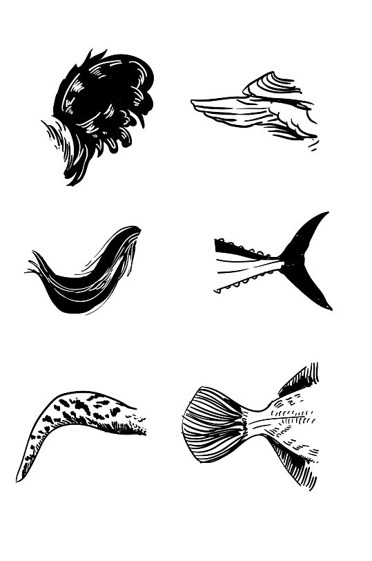 动物尾巴写实手绘