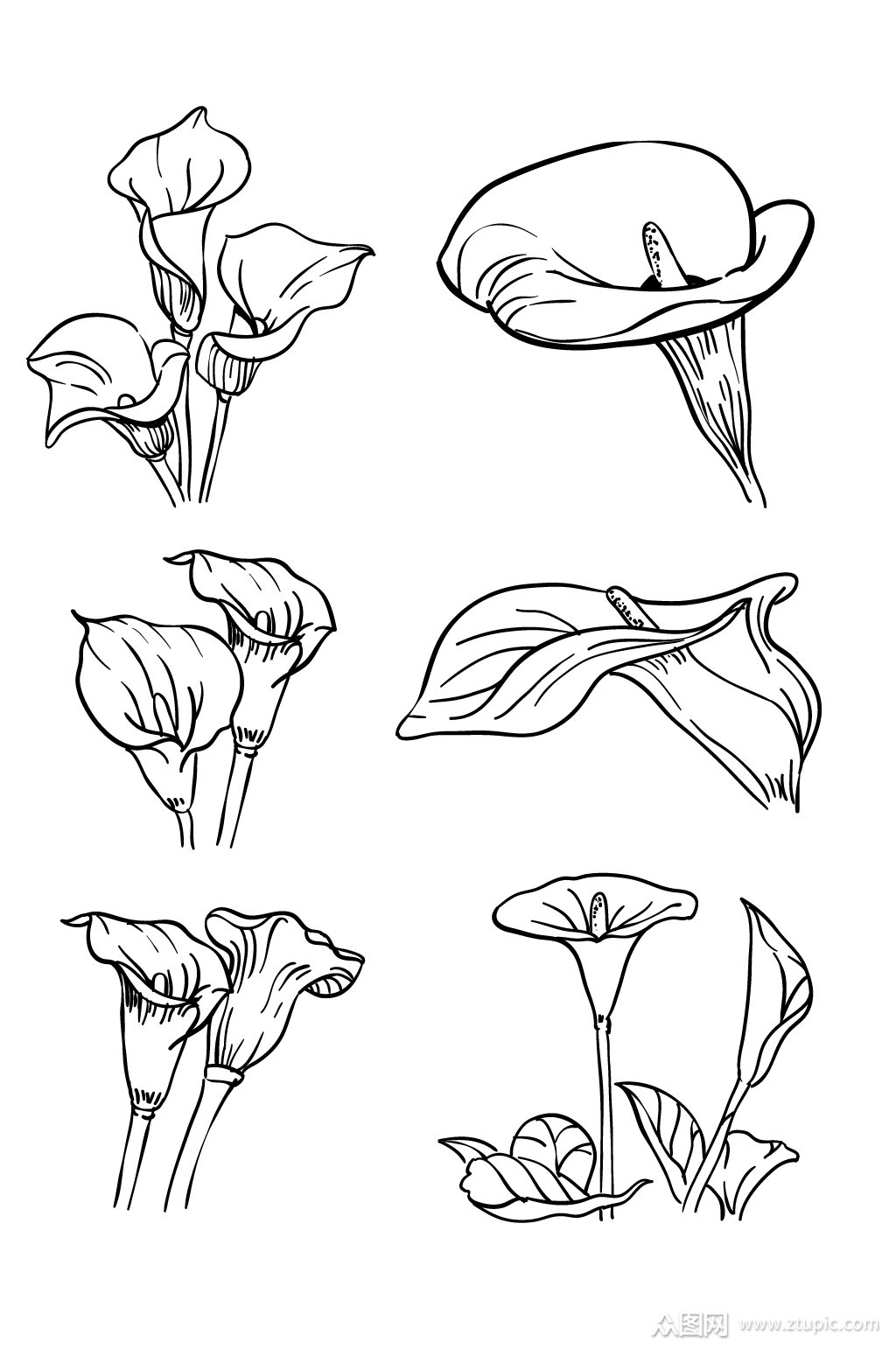马蹄莲手绘线描图案素材