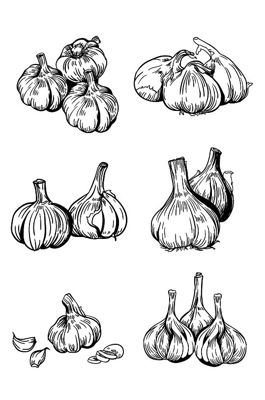 调味品蒜黑白手绘线描