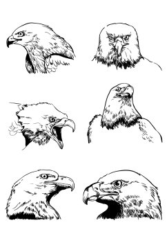 老鹰素材手绘线描卡通手绘