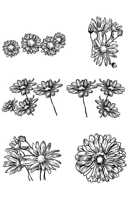 小雏菊花卉写实手绘线描-众图网