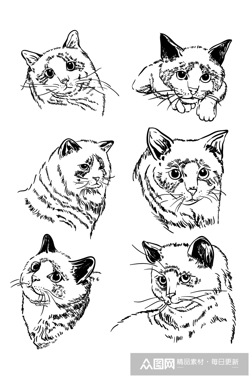 布偶猫黑白写实手绘