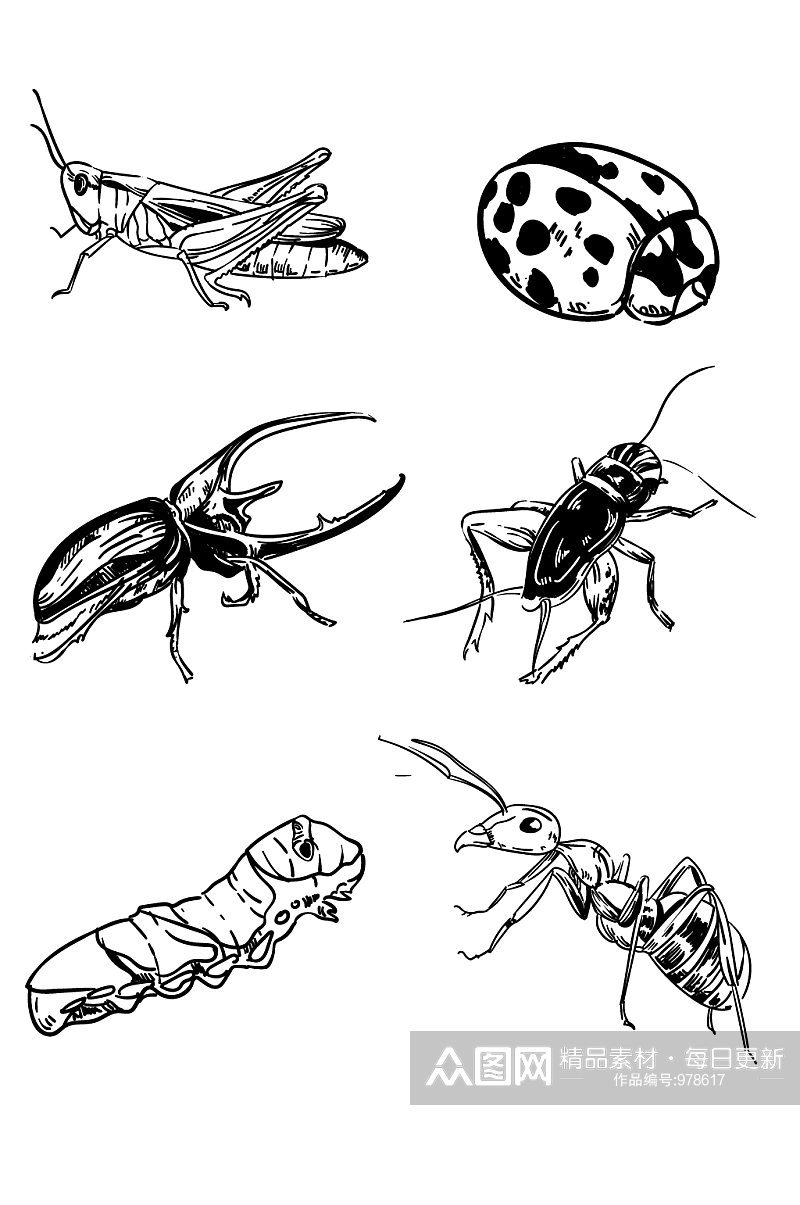 虫子写实手绘线描昆虫图片大全大图素材