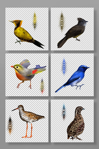 鸟类手绘国家保护动物元素插画
