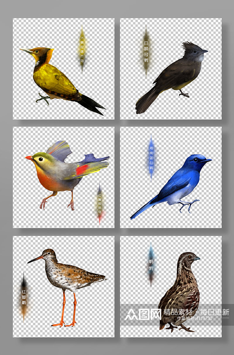 鸟类手绘国家保护动物元素插画素材