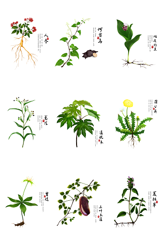 人参何首乌蒲公英水彩植物中草药材插画元素