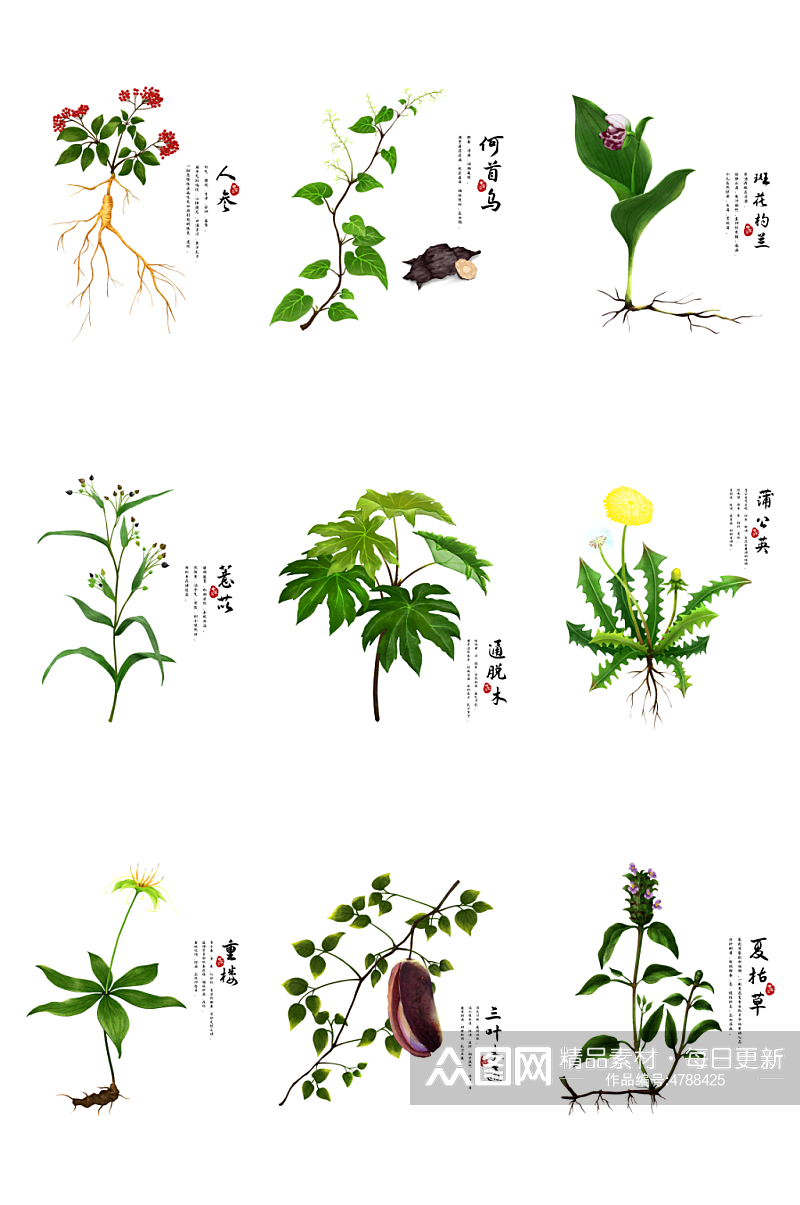 人参何首乌蒲公英水彩植物中草药材插画元素素材