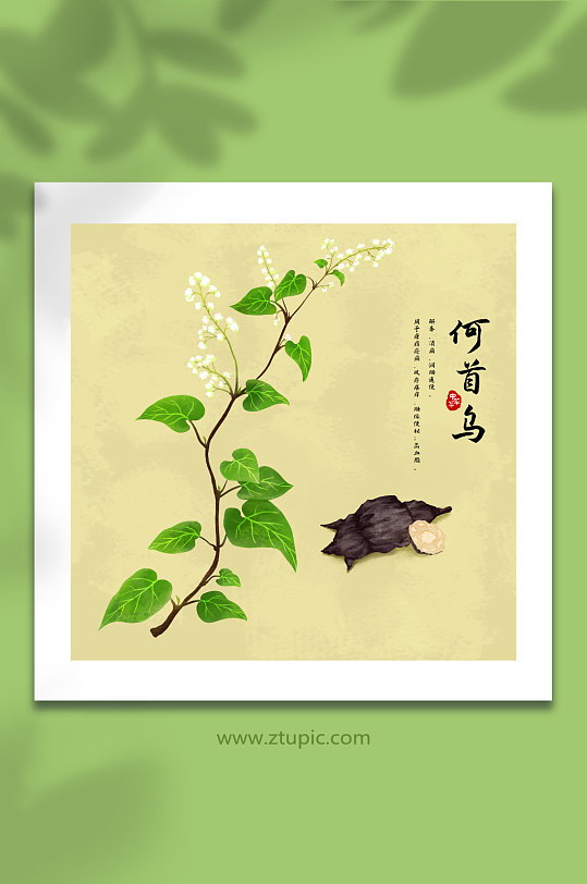 手绘水彩何首乌植物中草药材元素插画-众图网