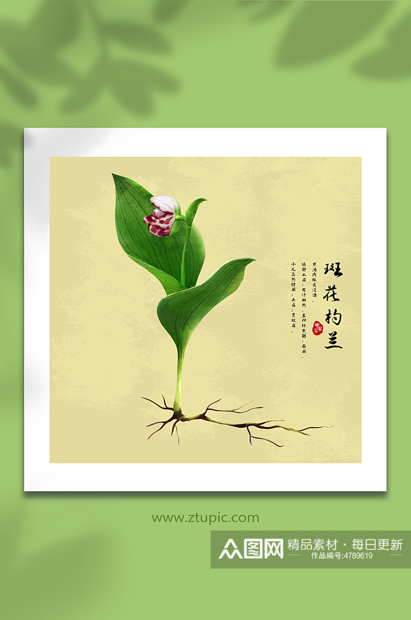 手绘水彩斑花杓兰植物中草药材元素插画素材