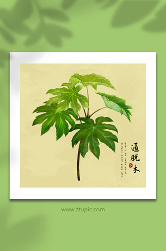 手绘水彩通脱木植物中草药材元素插画