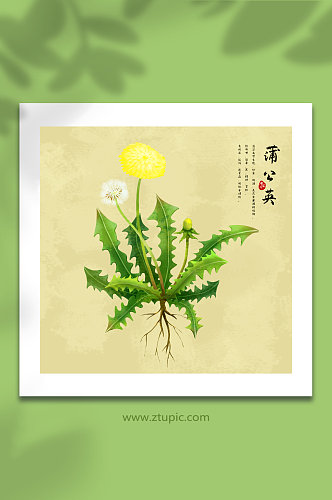 手绘植物水彩蒲公英中草药材元素插画