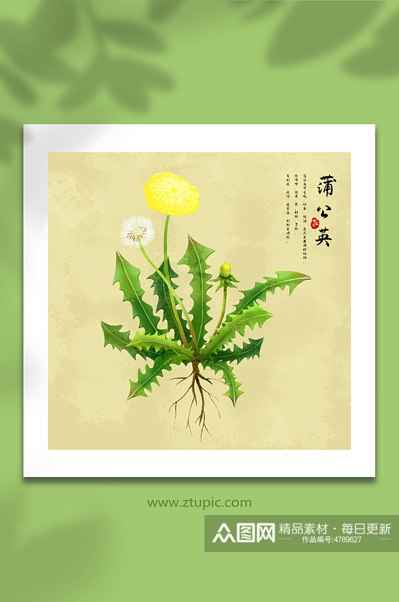 手绘植物水彩蒲公英中草药材元素插画素材