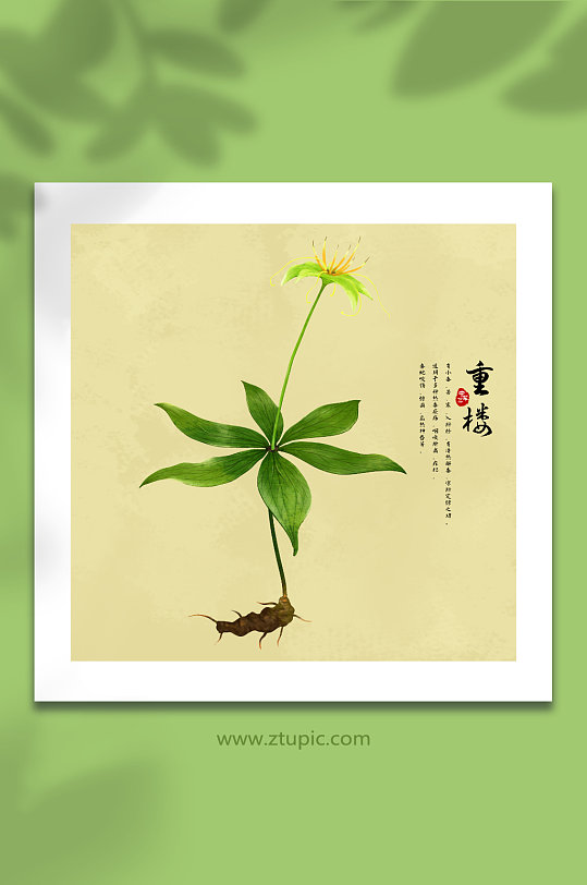 手绘水彩植物重楼中草药材元素插画-众图网