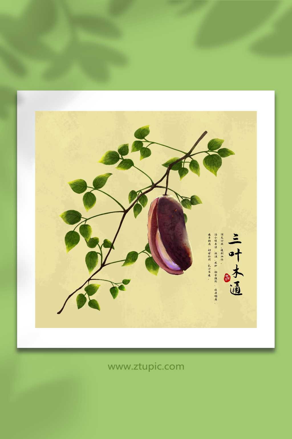 手绘水彩三叶木通植物中草药材元素插画素材