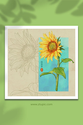 手绘水彩向阳花向日葵花卉元素插画