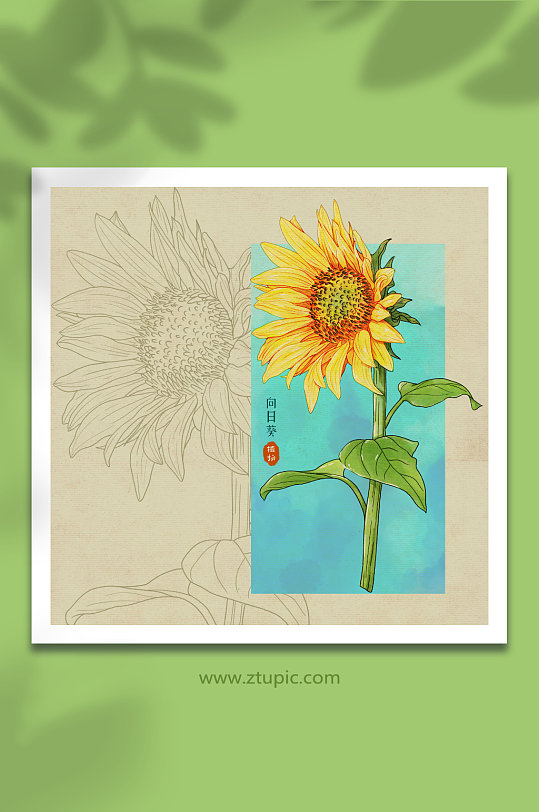 手绘水彩向阳花向日葵花卉元素插画
