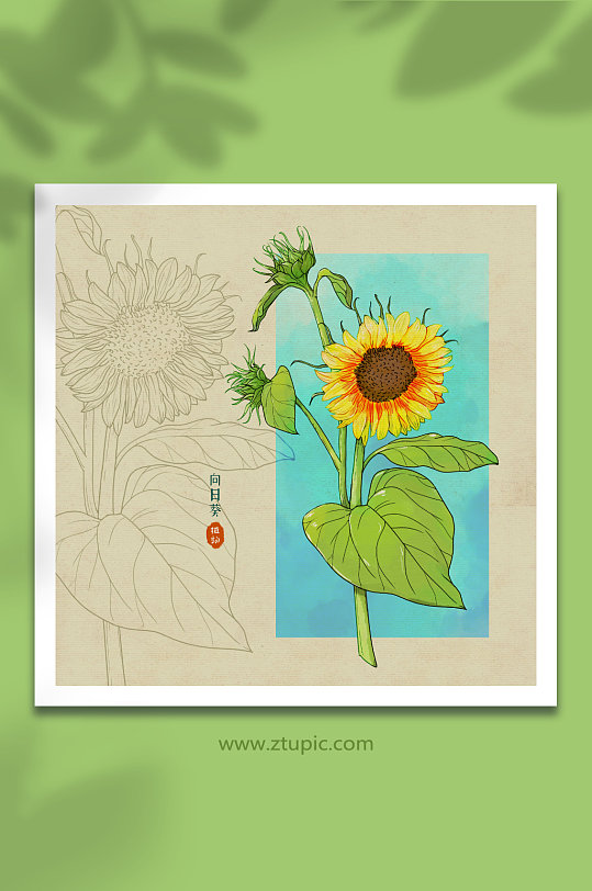水彩向阳花花蕾向日葵花卉元素插画