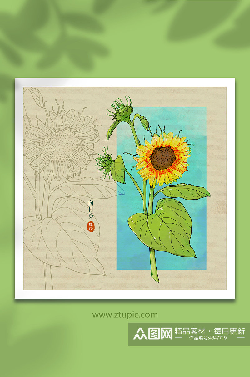 水彩向阳花花蕾向日葵花卉元素插画素材