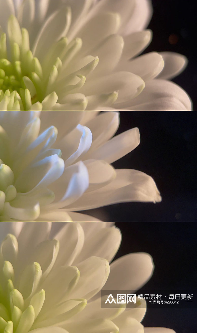 盛开的鲜花祭祀白菊花视频素材