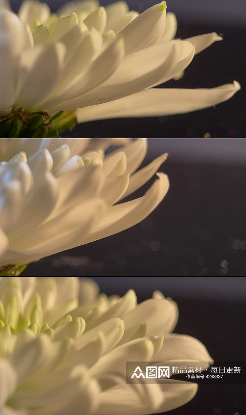 盛开的鲜花祭祀白菊花视频素材