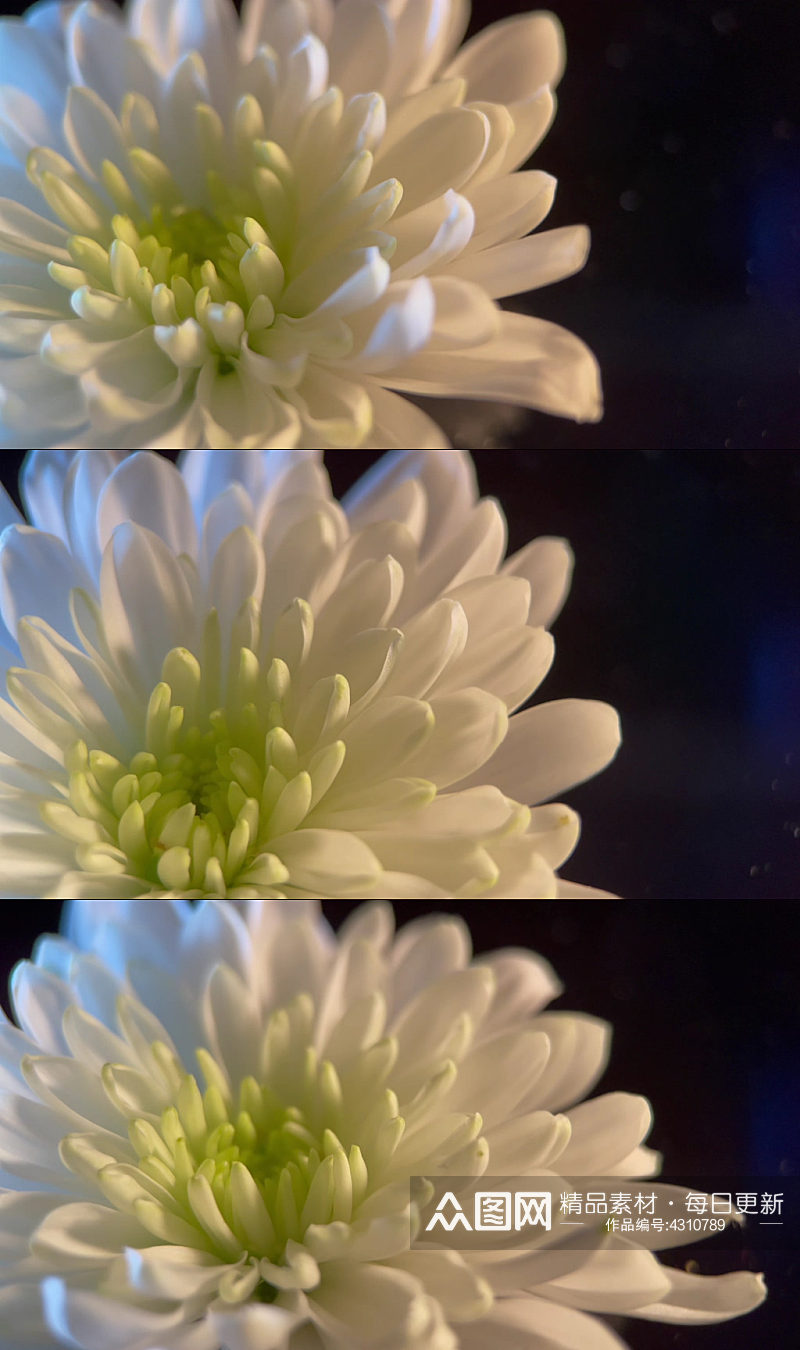 微距鲜花摄影白菊花实拍素材