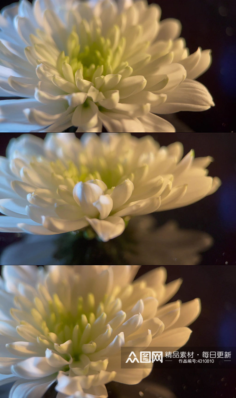 微距鲜花摄影白菊花视频素材