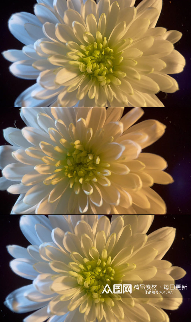 鲜花摄影白色菊花视频素材