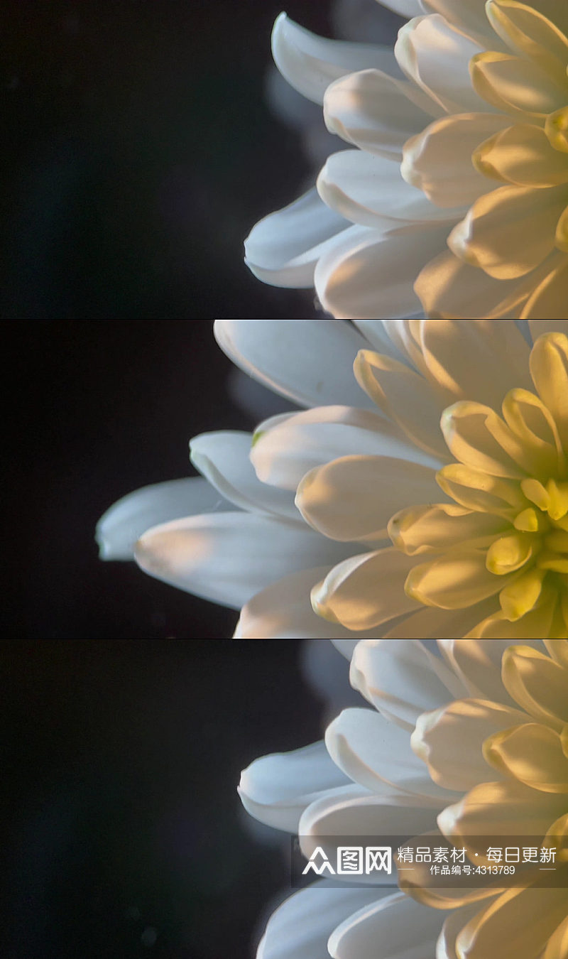 鲜花摄影白色菊花视频素材