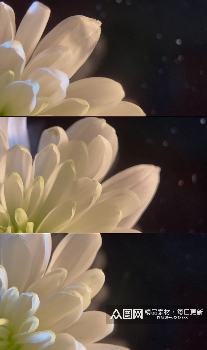 鲜花摄影白色菊花实拍素材