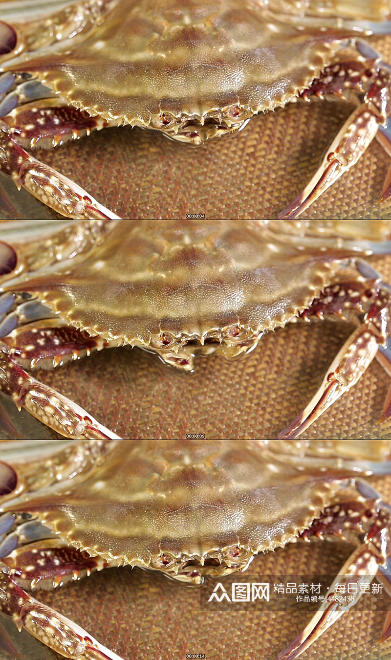 螃蟹壳外壳特写实拍素材