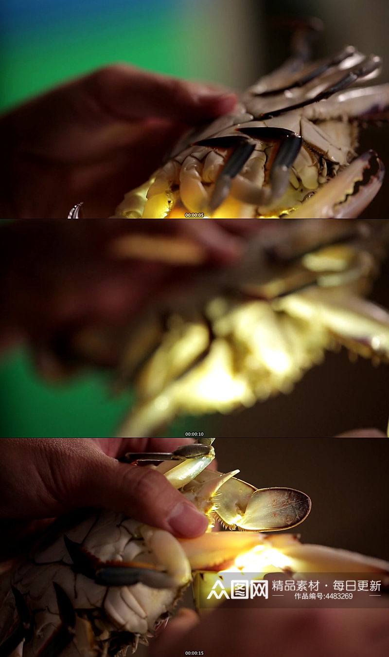 手电筒光照挑选满黄梭子蟹实拍素材